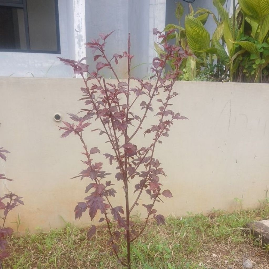 Pohon Maple Sirup / Maple Gula