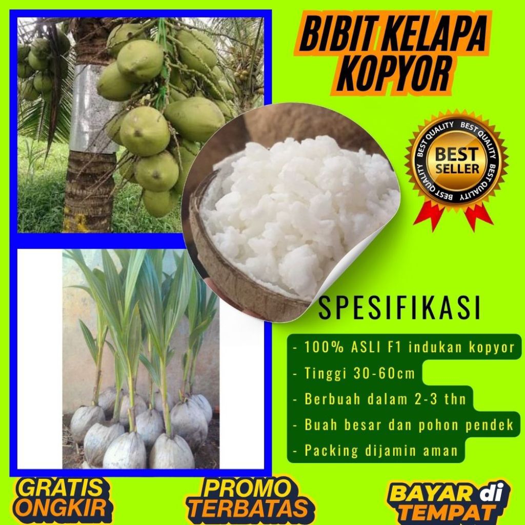 TERPERCAYA  Bibit Kelapa Kopyor Trubus