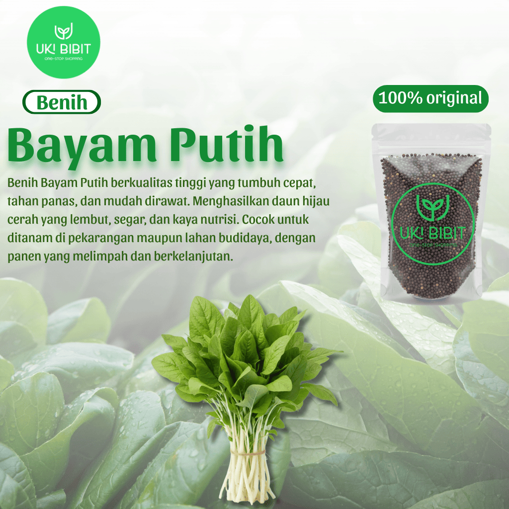 ( 500 Butir ) Benih Biji Bayam Putih | Bayam Batang Putih