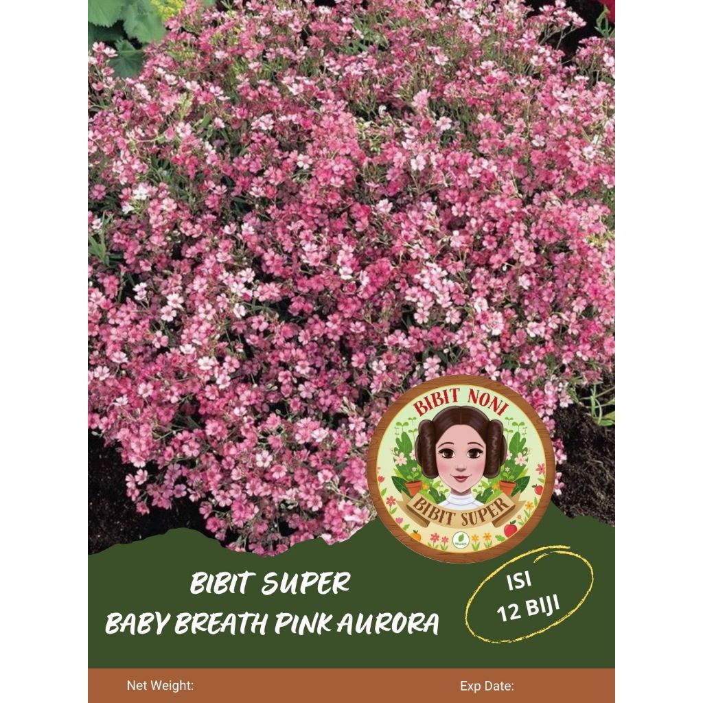 Bibit Super Baby Breath Pink Aurora | Biji Benih Baby Breath Pink