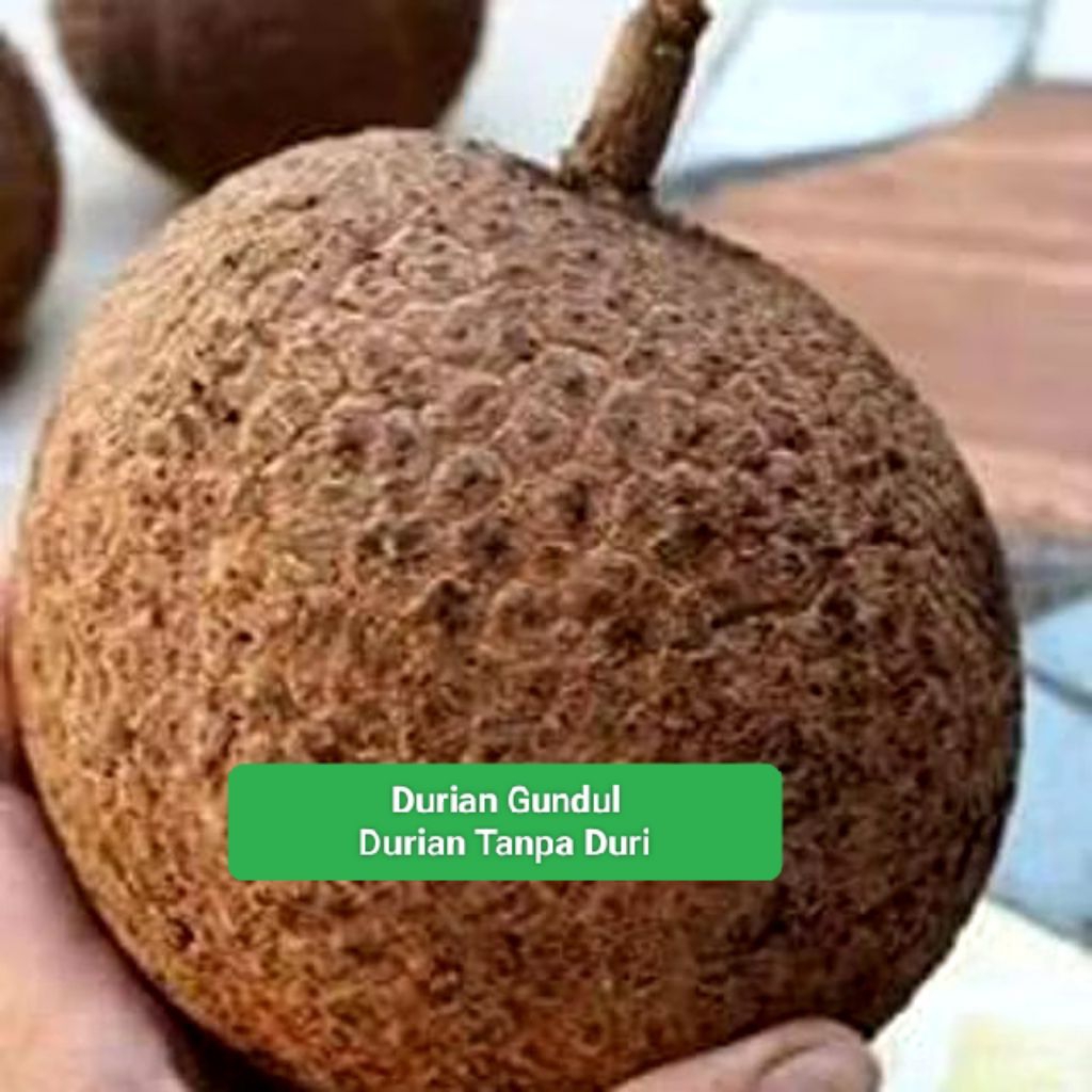 Bibit Durian Gundul NTB -- Durian Tanpa Duri -- Pertumbuhan Cepat