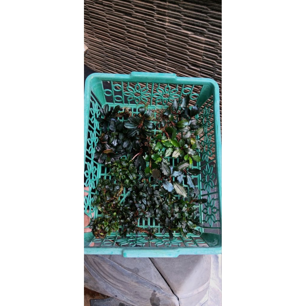 paket bucephalandra 1 keranjang 30 cm brownie mini phantom clump, brownie neo & hellfire gold