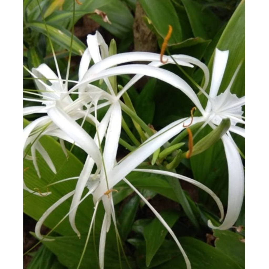 Tanaman hias Bunga Bakung Bangkok / Bakung bunga putih