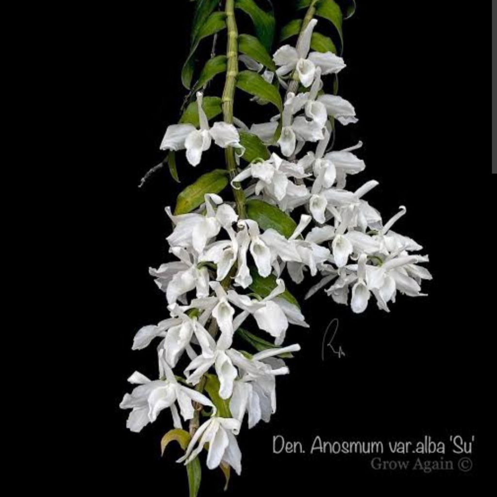 Dendrobium anosmum alba