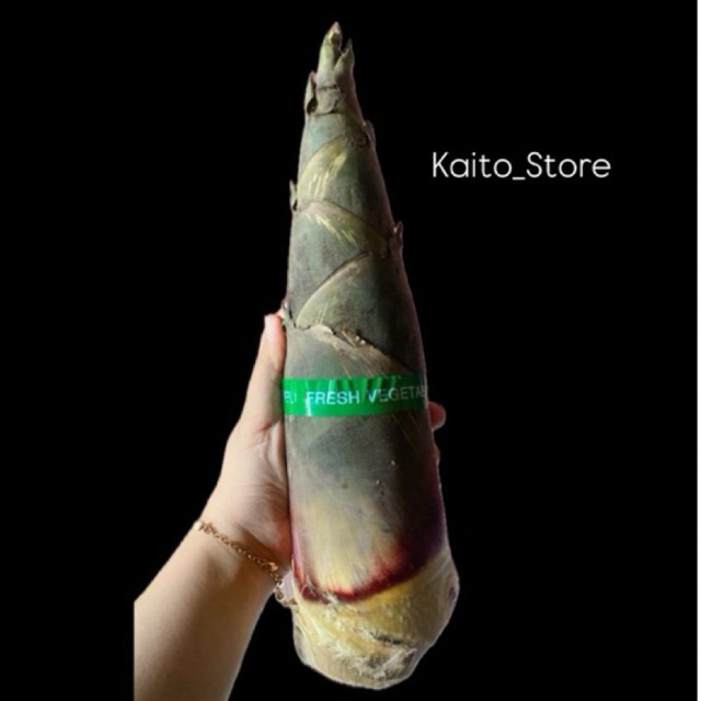 SAYUR REBUNG 1BUAH/REBUNG BAMBU MUDA/REBUNG CHINA/SAYUR REBUNG SEGAR/REBUNG MURAH/LUMPIA REBUNG/SAYU