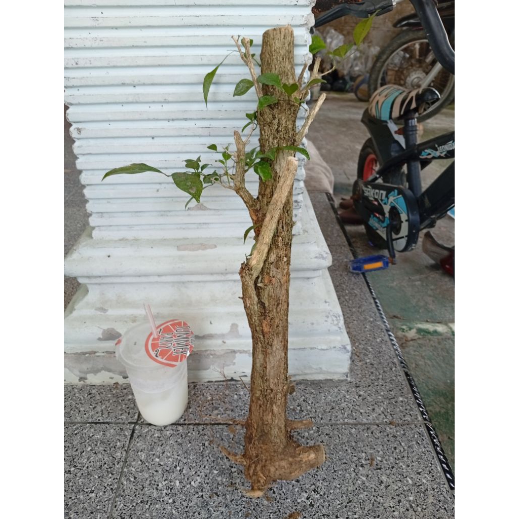 kemuning dongkelan akar batang kemuning lokal bahan bonsai