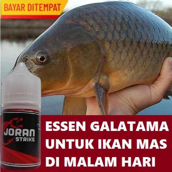 ESSEN GALATAMA IKAN MAS MALAM HARI 30ML