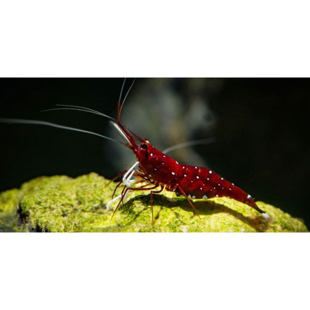 Sticker Udang Hias Sulawesi White Spot