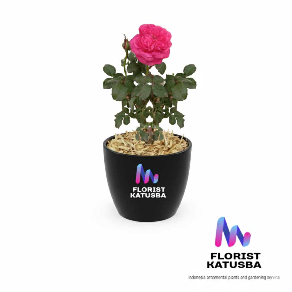 tanaman hias bunga mawar import yuzen -rose yuzen plant