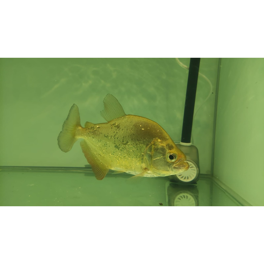 serrasalmus branditi