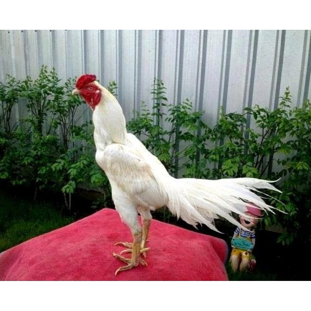 paket hemat 3 Telur Tetas Ayam Bangkok Ekor Lidi Putih Mulus siap untuk ditetaskan