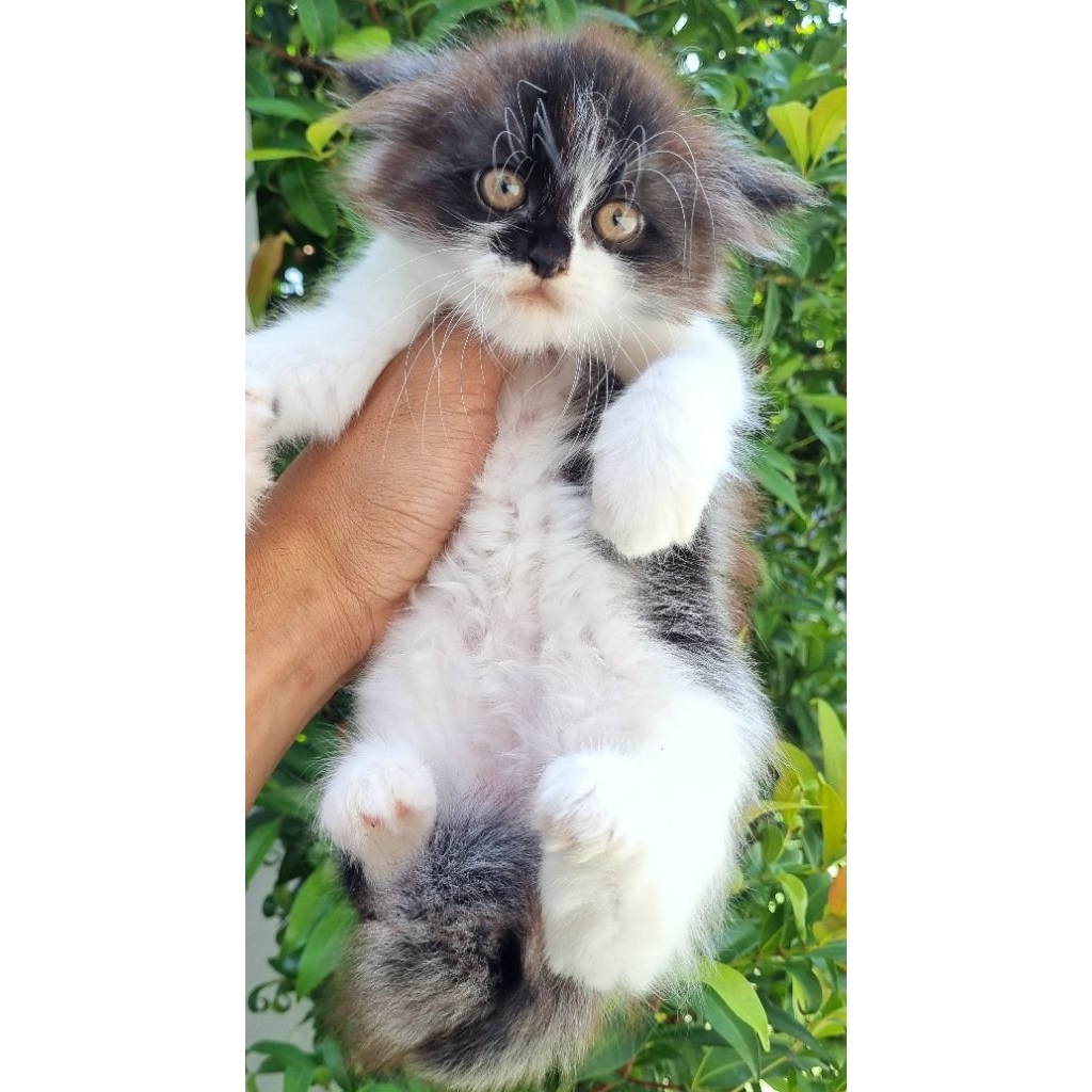 KUCING PERSIA MEDIUM BETINA 2 BULAN BICOLOR BLACK