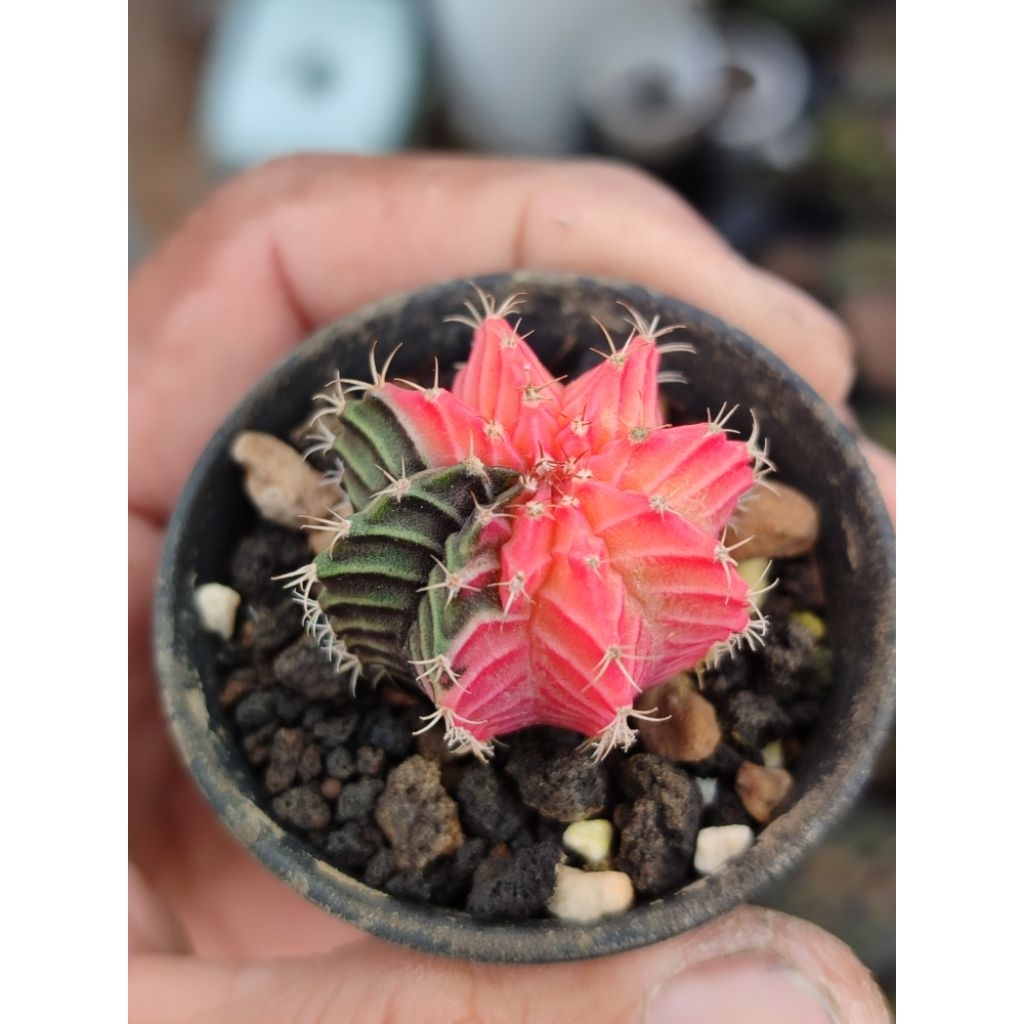 LB hybrid varigata seedling