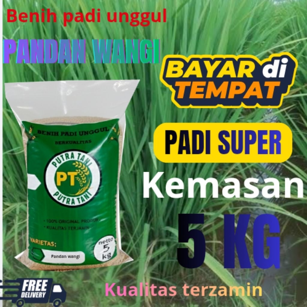 bibit padi/benih padi pandan wangi(pw) berkualitas unggul(kemasan 5kgcod)