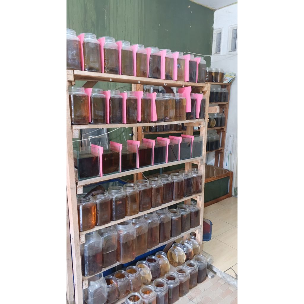 Ready halfmoon multi dan yellow base (sepasang)