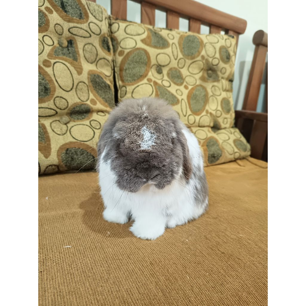 kelinci holland lop