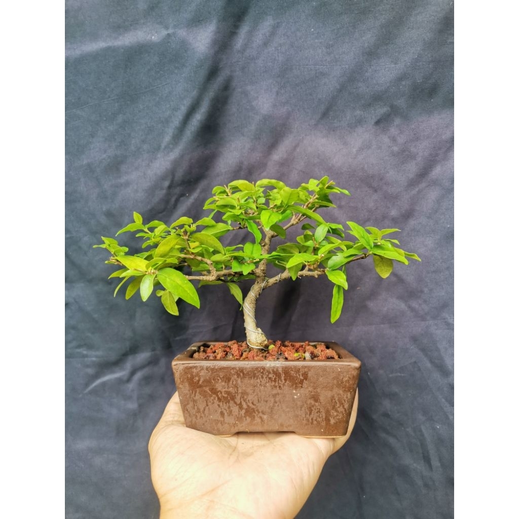 Anting putri bahan bonsai mame