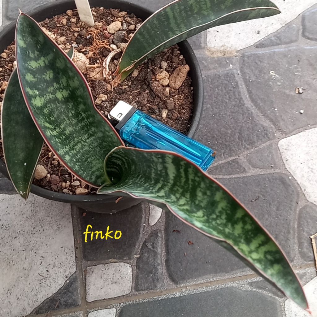 sansevieria es. 21149 sp. near walenso ranch