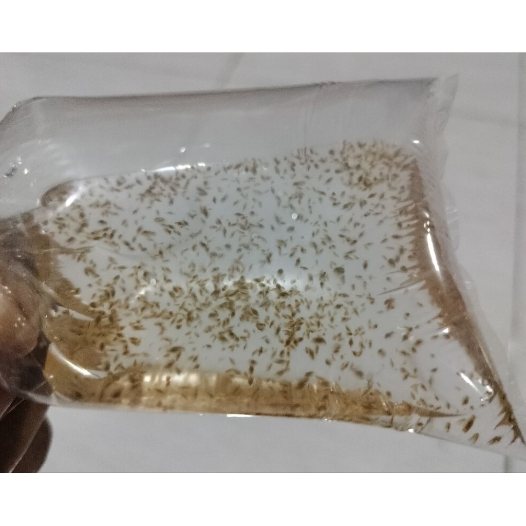 starter dhapnia magna kutu air kutir