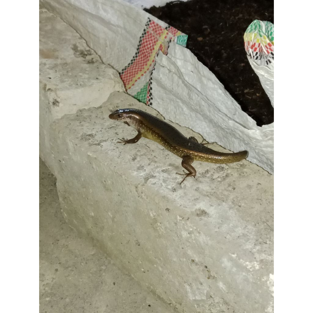 kadal bakar untuk mancing galatama