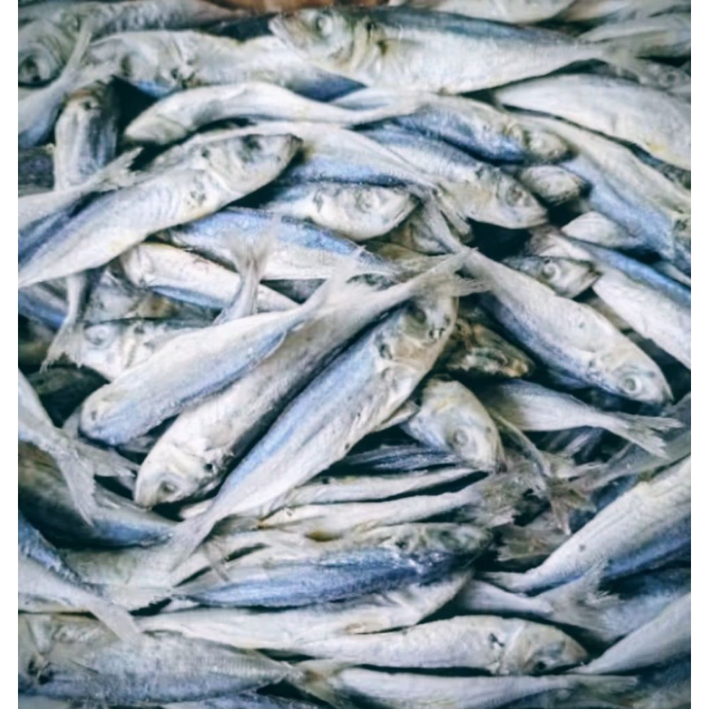 IKAN PEDA IKAN ASIN PEDA LAYANG KECIL / LONCO / PERKAK 500 GRAM