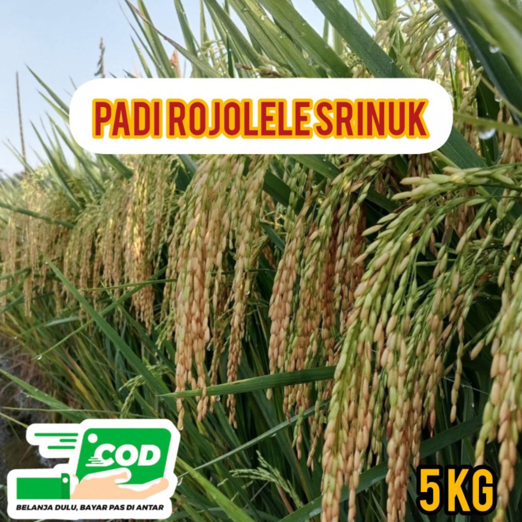 BIBIT PADI ROJOLELE SRINUK SUPER BERKUALITAS ULTRA UNGGUL 5KG