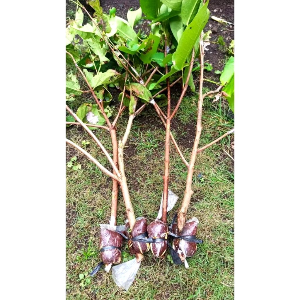 Bibit Cangkok Jambu air Madu Deli Hijau (MDH)