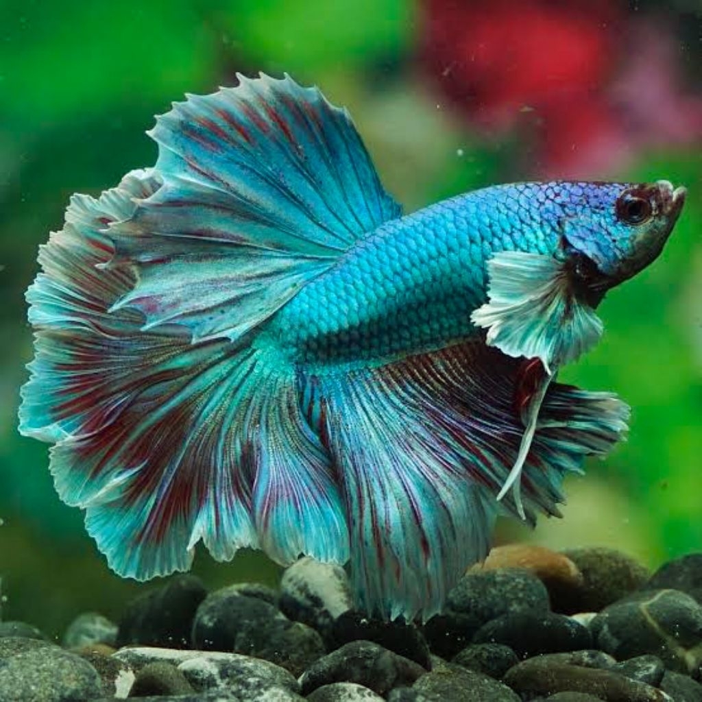 Halfmoon Dumbo Ear Rosetail Green ukuran L cupang hiasan kamar