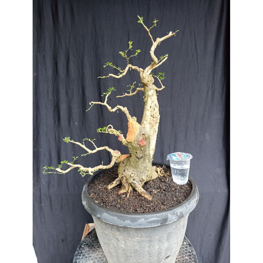 bonsai jeruk kingkit/bahan bonsai jeruk kingkit