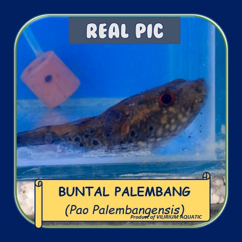 IKAN HIAS AIR TAWAR - BUNTAL PALEMBANG / HUMPBACK PUFFER / DRAGON PUFFER (IKAN PREDATOR)
