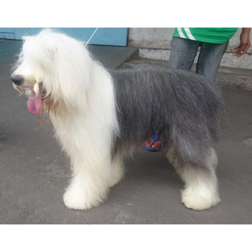 Boneka Anjing Old English Sheepdog
