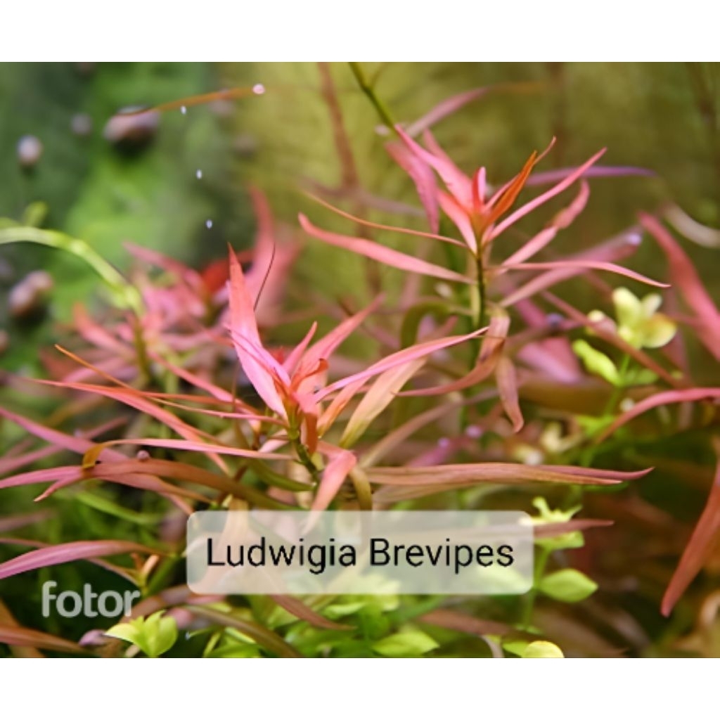 Tanaman Ludwigia Brevipes