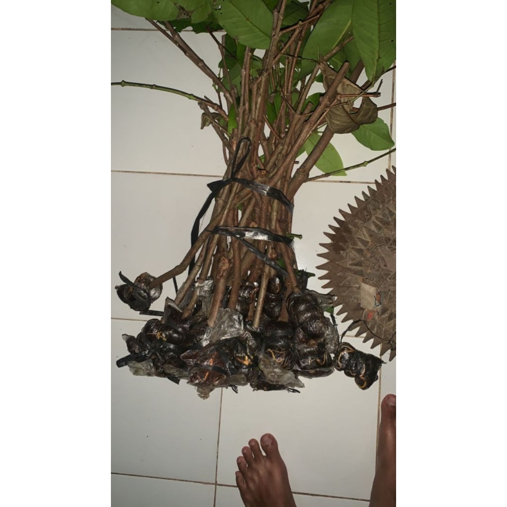 fresh cangkok jambu green giant jaminan valid