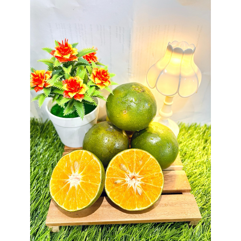 Jeruk Peras Jember Segar