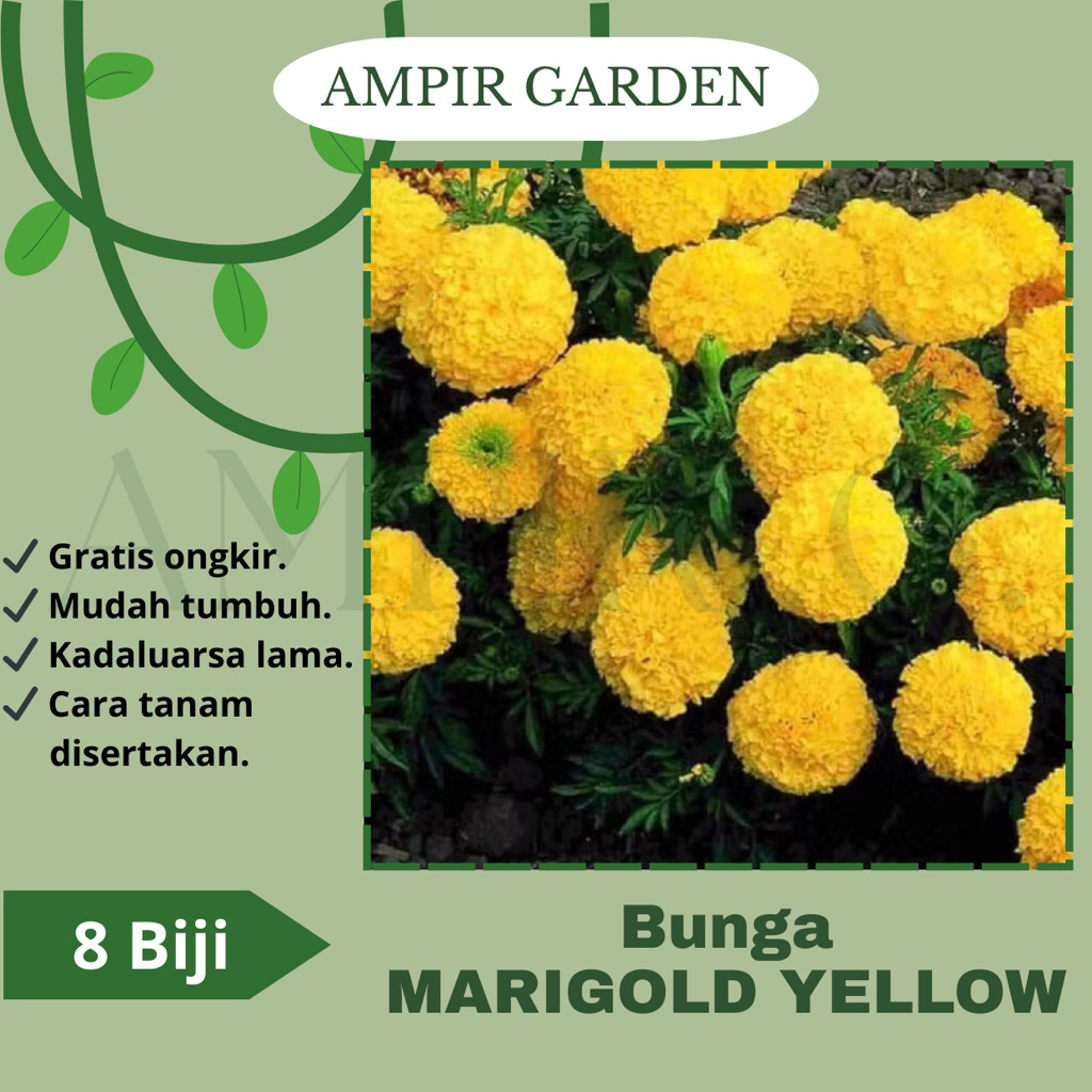8 Biji Benih MARIGOLD YELLOW King - Biji Benih Bibit Bunga Marigold
