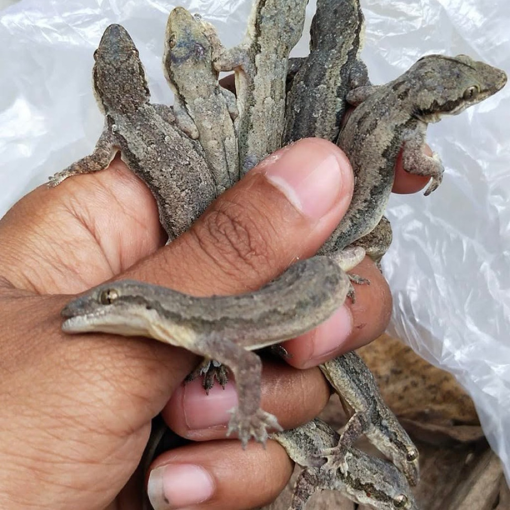 CICAK HIDUP PAKAN HEWAN PREDATOR,REPTILE,IKAN