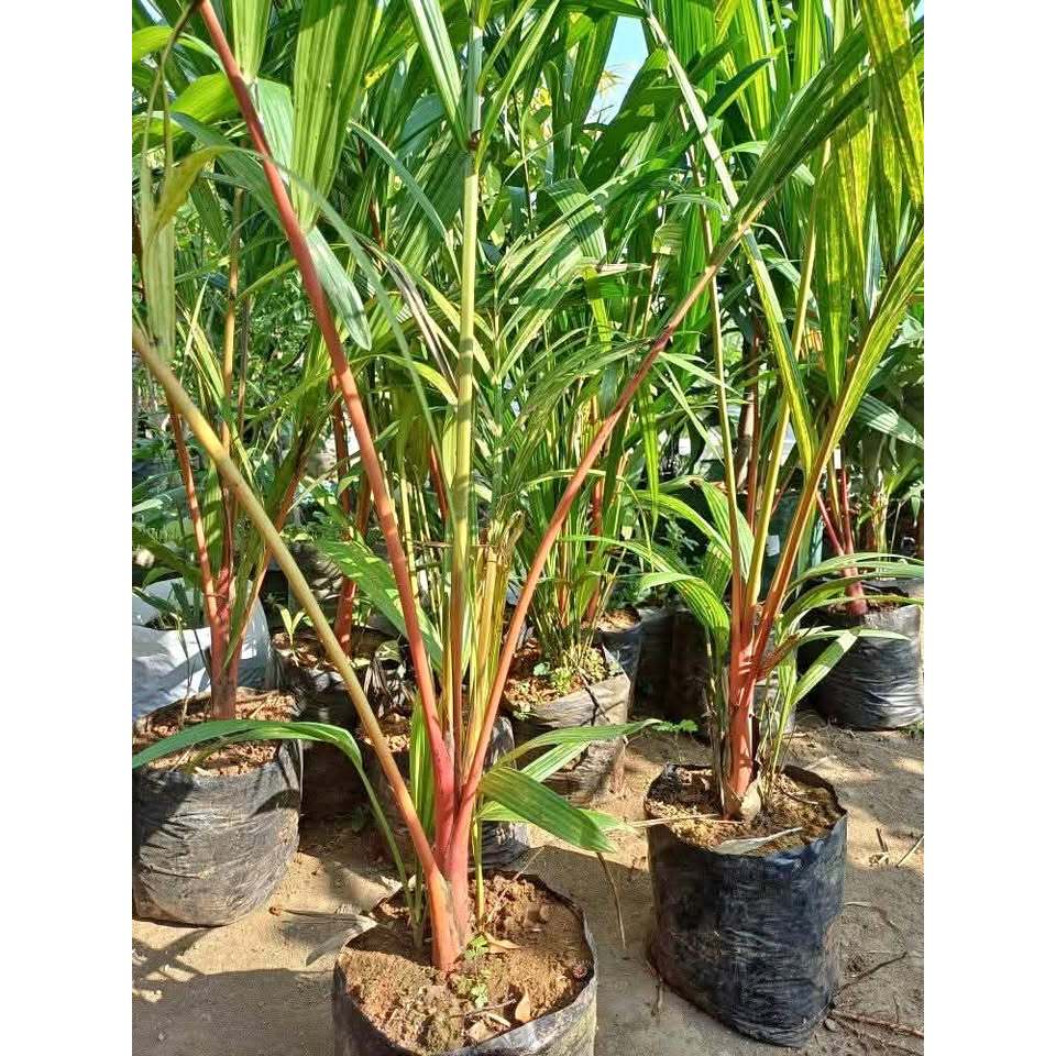 Bibit Palem Merah – Tanaman Hias Elegan, Warna Merah Eksotis, Penghias Taman Favorit
