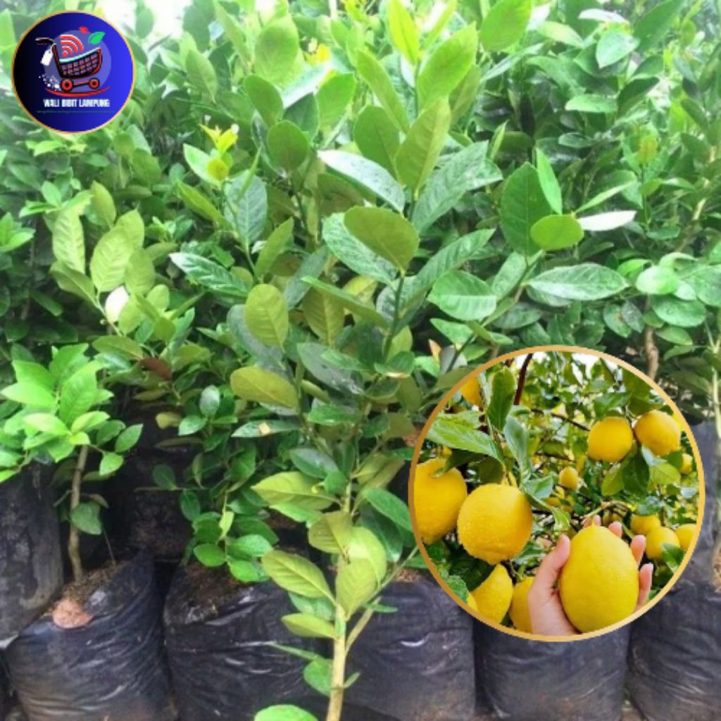 Bibit jeruk lemon California asli bibit okulasi cepat berbuah unggul