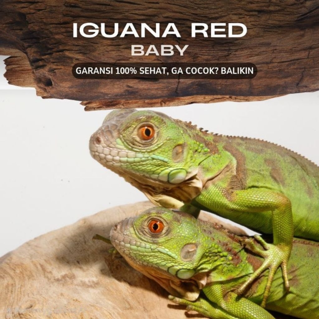 IGUANA RED BABY - Mainan Anak Iguana Merah Jinak Lucu Bisa Dipegang Handle Iguana Red Gecko Lizzard