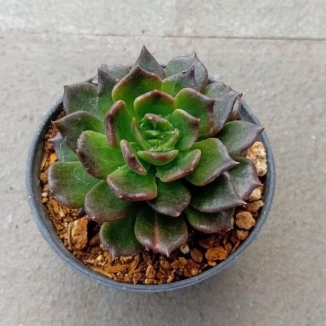 Tanaman Kaktus Sukulen Mawar (Tanaman Indor)