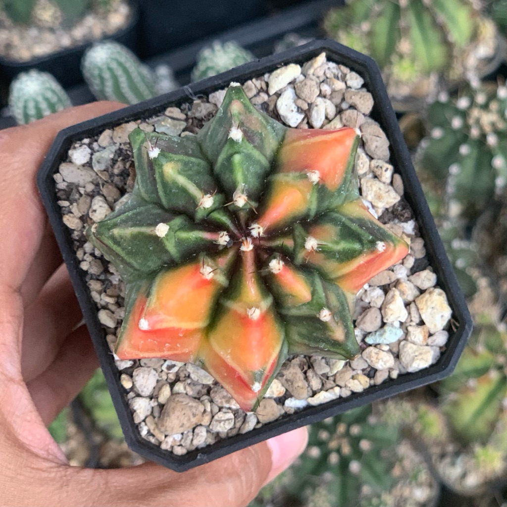 gymno miha var pink tower gymnocalycium mihanovichii mihanovichi kaktus tanaman hias hidup gurun dur