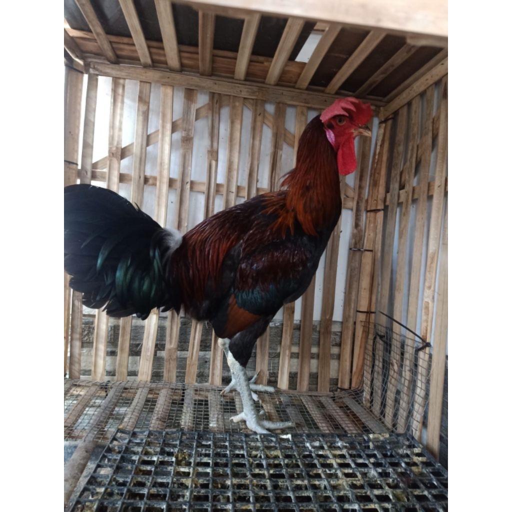 Ayam Pelung Jantan Dewasa
