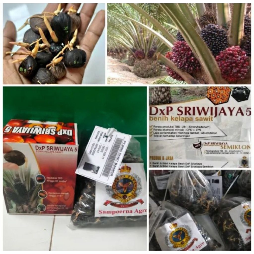 Bibit Kecambah Sawit Sriwijaya 5 Unggul – harga per 1 Butir, Siap Tanam