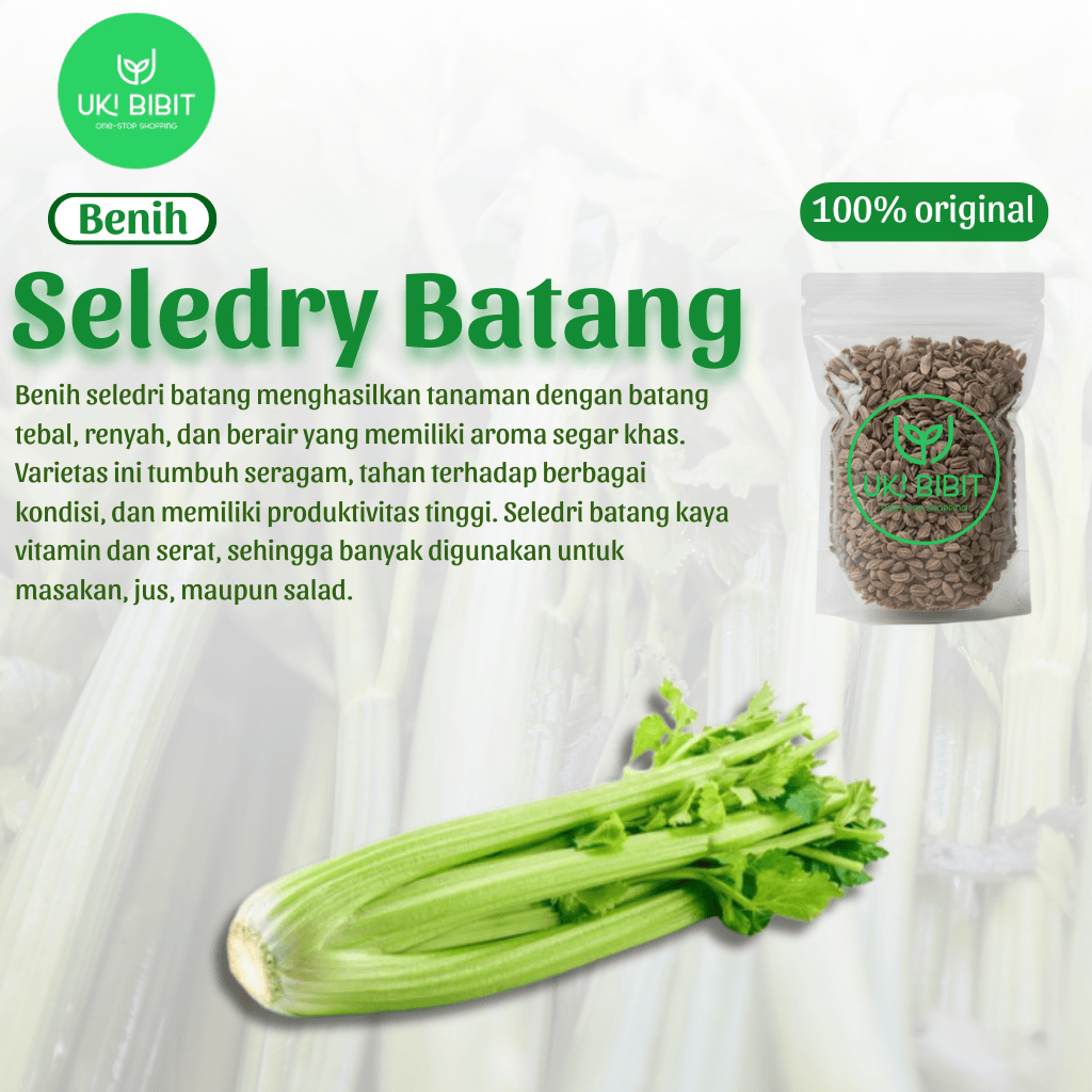 ( 10 Gram ) Benih Biji Seledri Batang Besar | Celery Tall Utah | Seledri Jumbo