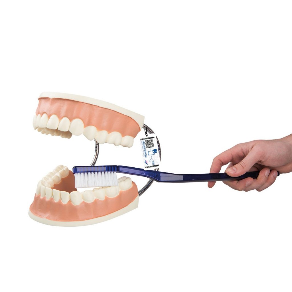 Dental Teaching Model Model Gigi Patung Gigi Phantom Gigi Model Study Gigi