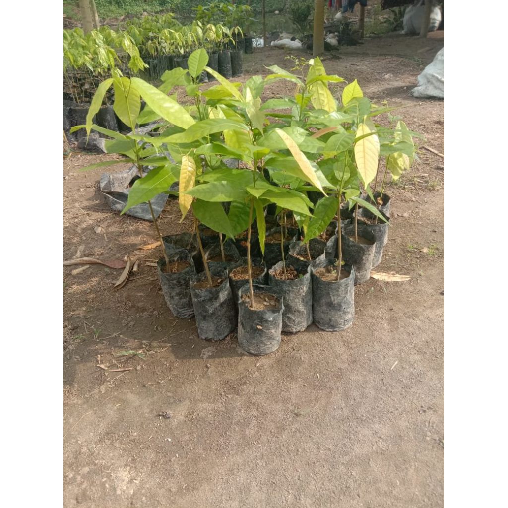 bibit tanaman coklat kakao| bibit kakao coklat| tanaman buah