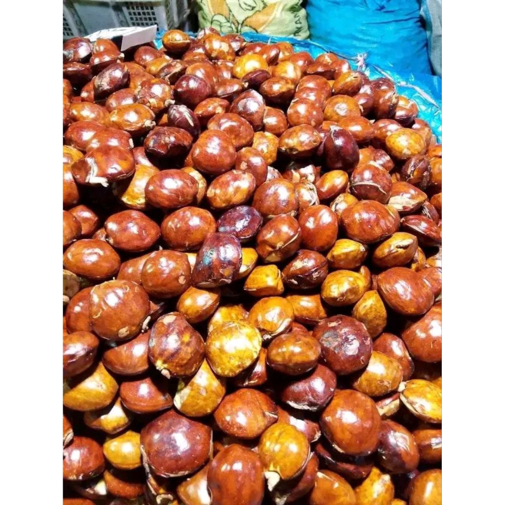 jengkol tua 1kg mentah