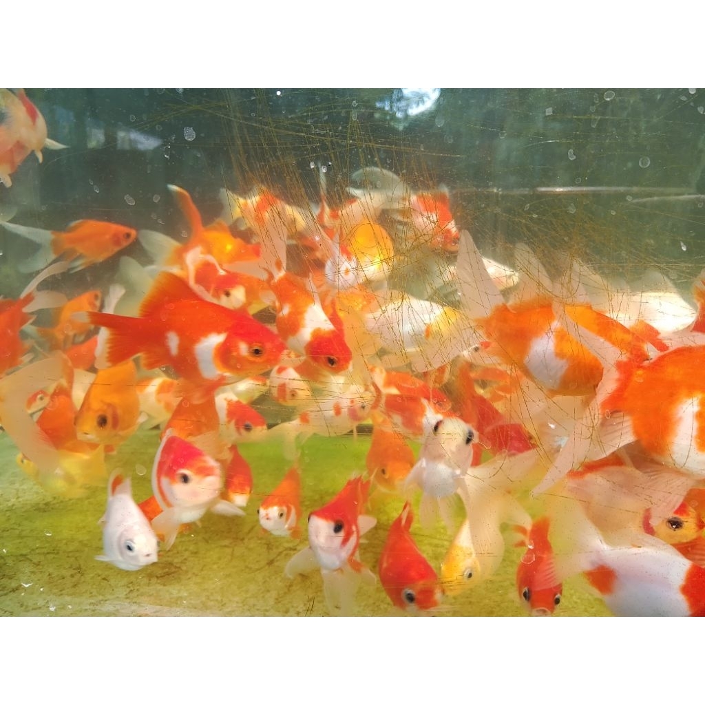 [INSTAN] Ikan Hias Koi Tamasaba