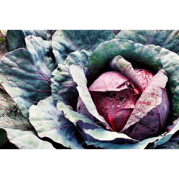 BIBIT KUBIS UNGU AYO COD