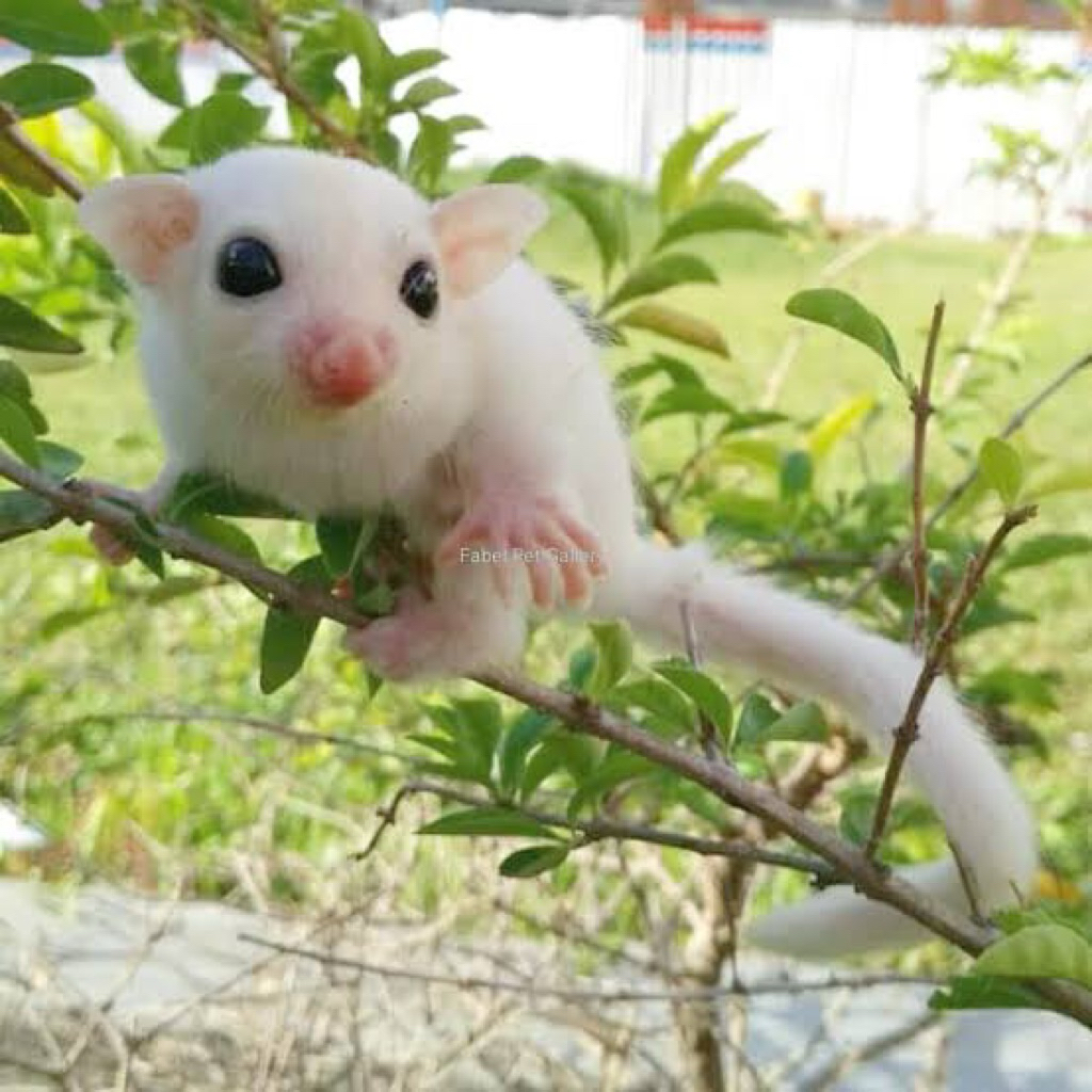 SUGAR GLIDER PUTIH ( LEUCISTIC )